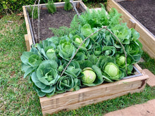Load image into Gallery viewer, Organic Compost