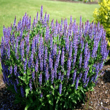 Load image into Gallery viewer, Salvia (Sage)