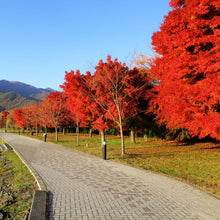 Load image into Gallery viewer, Maple "October Glory"