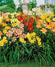 Load image into Gallery viewer, Daylily (Hemerocallis)