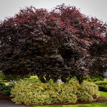 Load image into Gallery viewer, Cherry, 'Thundercloud' Plum