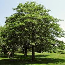 Load image into Gallery viewer, Oak, Pin