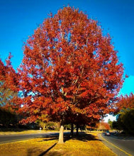 Load image into Gallery viewer, Oak, Red