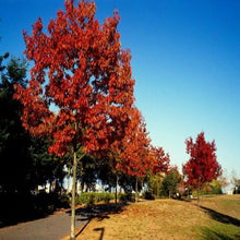 Load image into Gallery viewer, Oak, Red