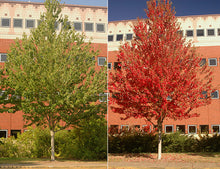 Load image into Gallery viewer, Maple "Red Sunset"