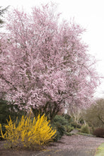 Load image into Gallery viewer, Cherry, 'Thundercloud' Plum