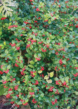 Load image into Gallery viewer, Ilex m., China Girl