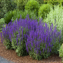 Load image into Gallery viewer, Salvia (Sage)