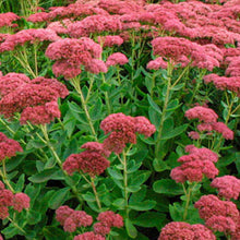 Load image into Gallery viewer, Sedum (Stonecrop)