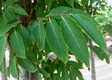 Load image into Gallery viewer, Zelkova 'Green Vase'