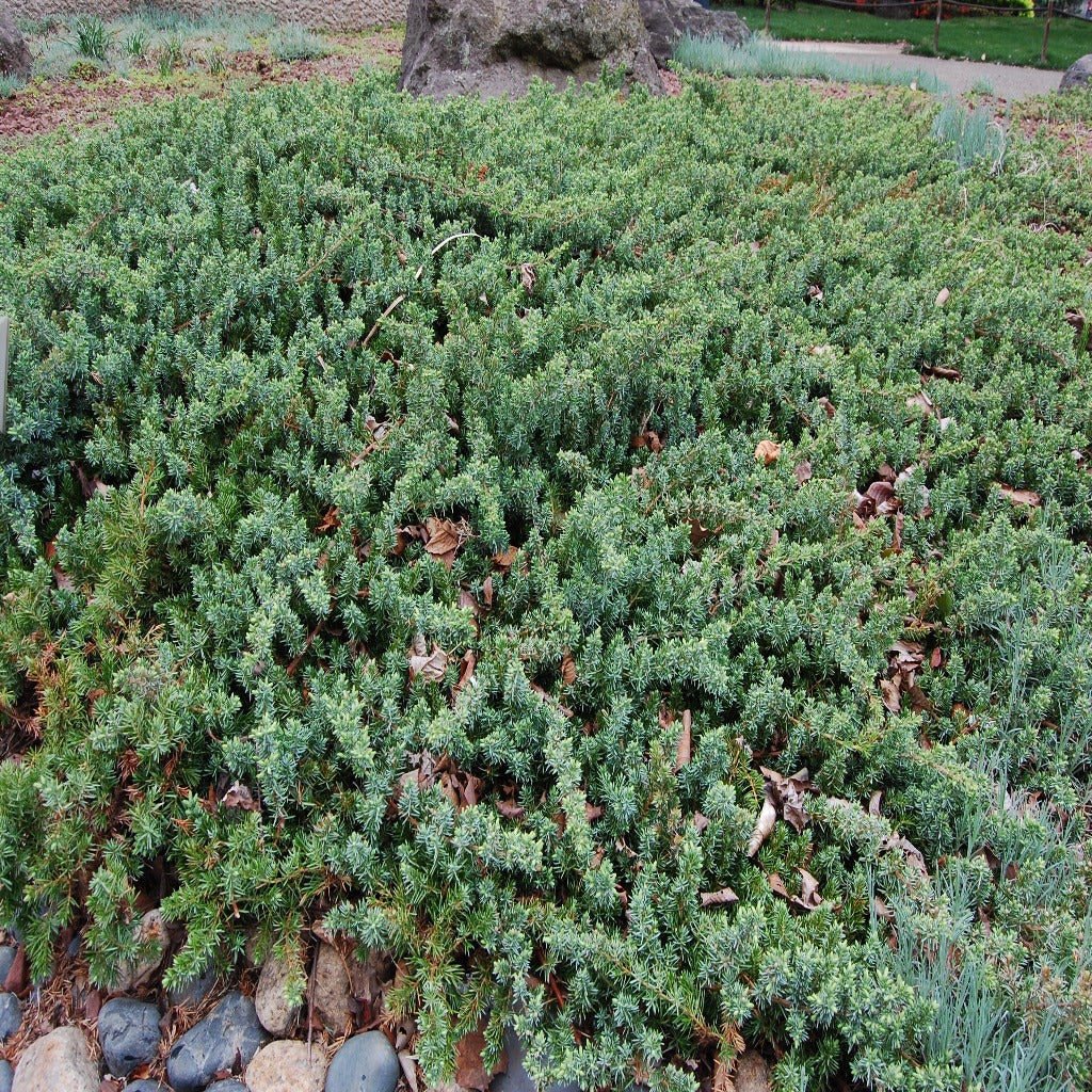 Juniperus, Blue Pacific