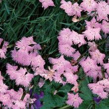 Load image into Gallery viewer, Dianthus, Bath&#39;s Pink
