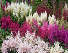 Load image into Gallery viewer, Astilbe, False Spirea
