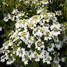 Load image into Gallery viewer, Viburnum plicatum, Summer Snowflake
