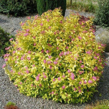 Load image into Gallery viewer, Spirea, Goldmound
