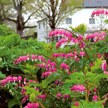 Load image into Gallery viewer, Dicentra (Bleeding Hearts)
