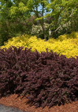 Load image into Gallery viewer, Barberry &#39;Crimson Pygmy&#39;
