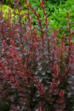 Load image into Gallery viewer, Barberry &#39;Royal Burgundy&#39;
