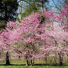 Load image into Gallery viewer, Redbud Eastern
