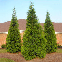 Load image into Gallery viewer, Arborvitae, Green Giant
