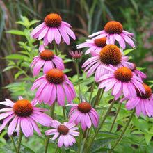 Load image into Gallery viewer, Echinacea (Coneflower)
