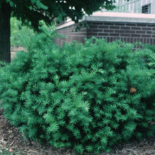 Load image into Gallery viewer, Taxus Densiformis, Spreading Yew

