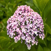 Load image into Gallery viewer, Hydrangea, Ayesha (pink)
