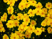Load image into Gallery viewer, Coreopsis, Tickseed
