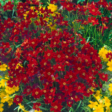 Load image into Gallery viewer, Coreopsis, Tickseed
