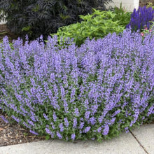 Load image into Gallery viewer, Nepeta (Catmint)
