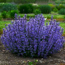 Load image into Gallery viewer, Nepeta (Catmint)
