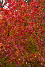 Load image into Gallery viewer, Maple &quot;Autumn Blaze&quot;
