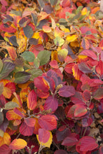 Load image into Gallery viewer, Fothergilla, Mt. Airy
