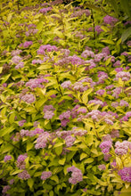 Load image into Gallery viewer, Spirea, Goldmound
